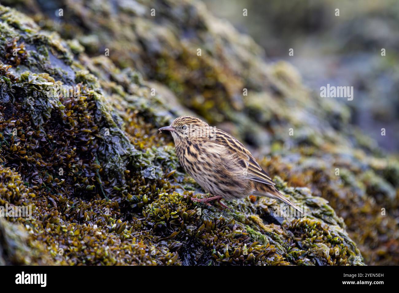 Adulte Südgeorgien-Pipit (Anthus antarcticus), die bei Ebbe auf Prion Island, Bay of Isles, Südgeorgien, füttern. Stockfoto