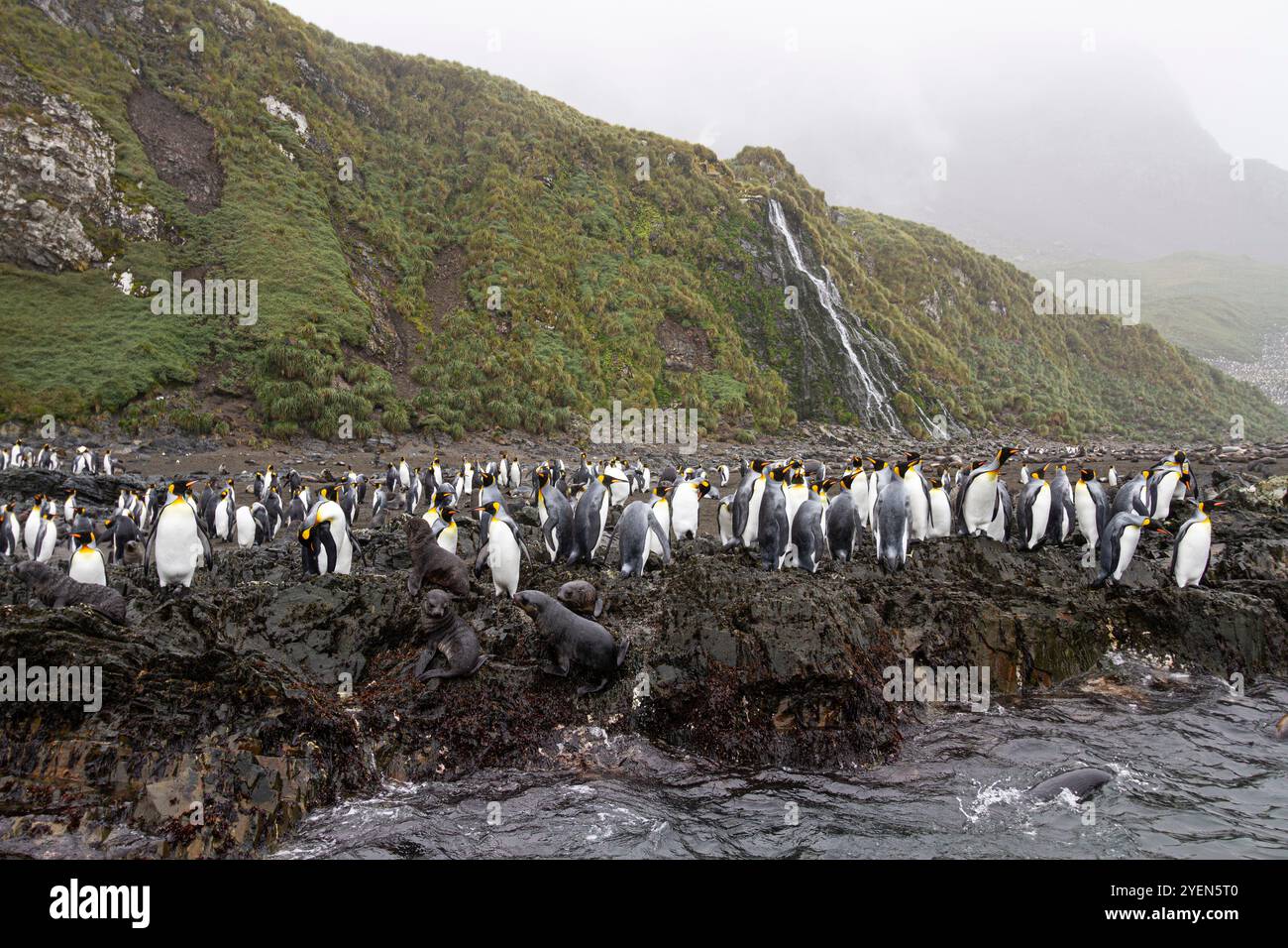 Königspinguine (Aptenodytes patagonicus) in der Brutkolonie Right Whale Bay, Südgeorgien. Stockfoto