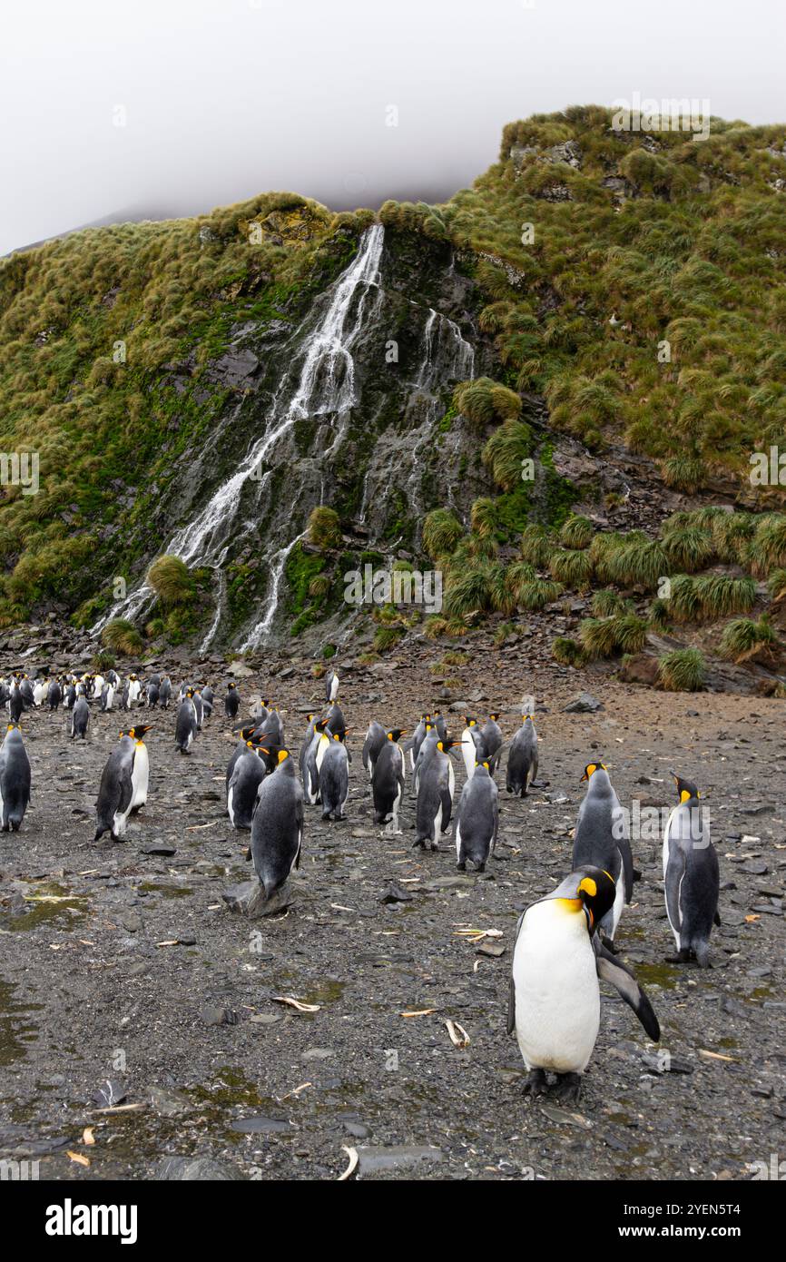 Königspinguine (Aptenodytes patagonicus) in der Brutkolonie Right Whale Bay, Südgeorgien. Stockfoto