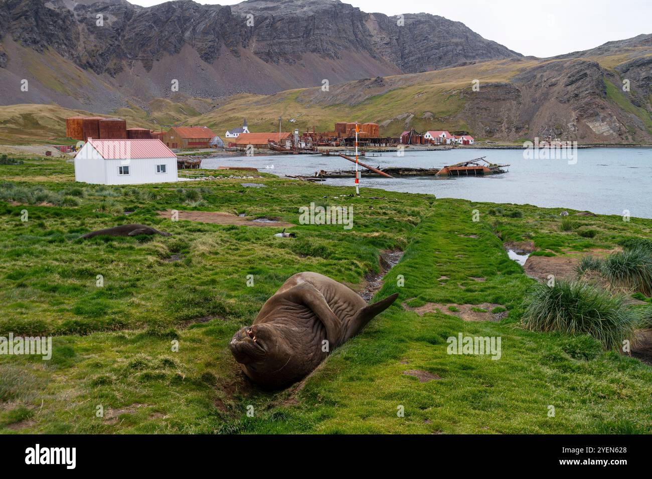 Ausgewachsener Bulle Südliche Elefantenrobbe (Mirounga leonina), der nach Grytviken in Südgeorgien geschmolzen wurde. Stockfoto