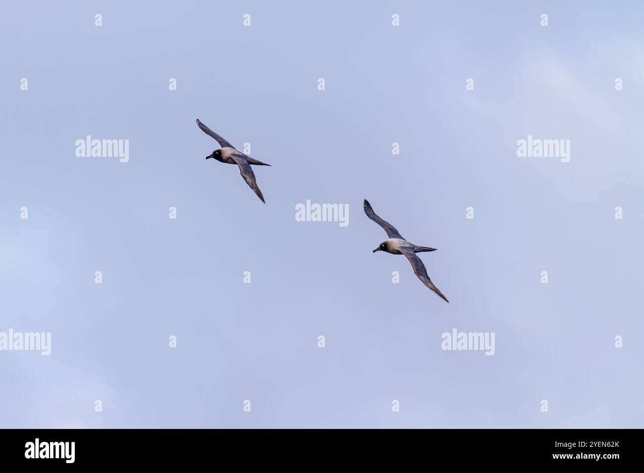 Adulte, lichtmantelte Rußalbatrosse (Phoebetria palpebrata) auf dem Flügel in Elsehul in Südgeorgien, Südpolarmeer. Stockfoto