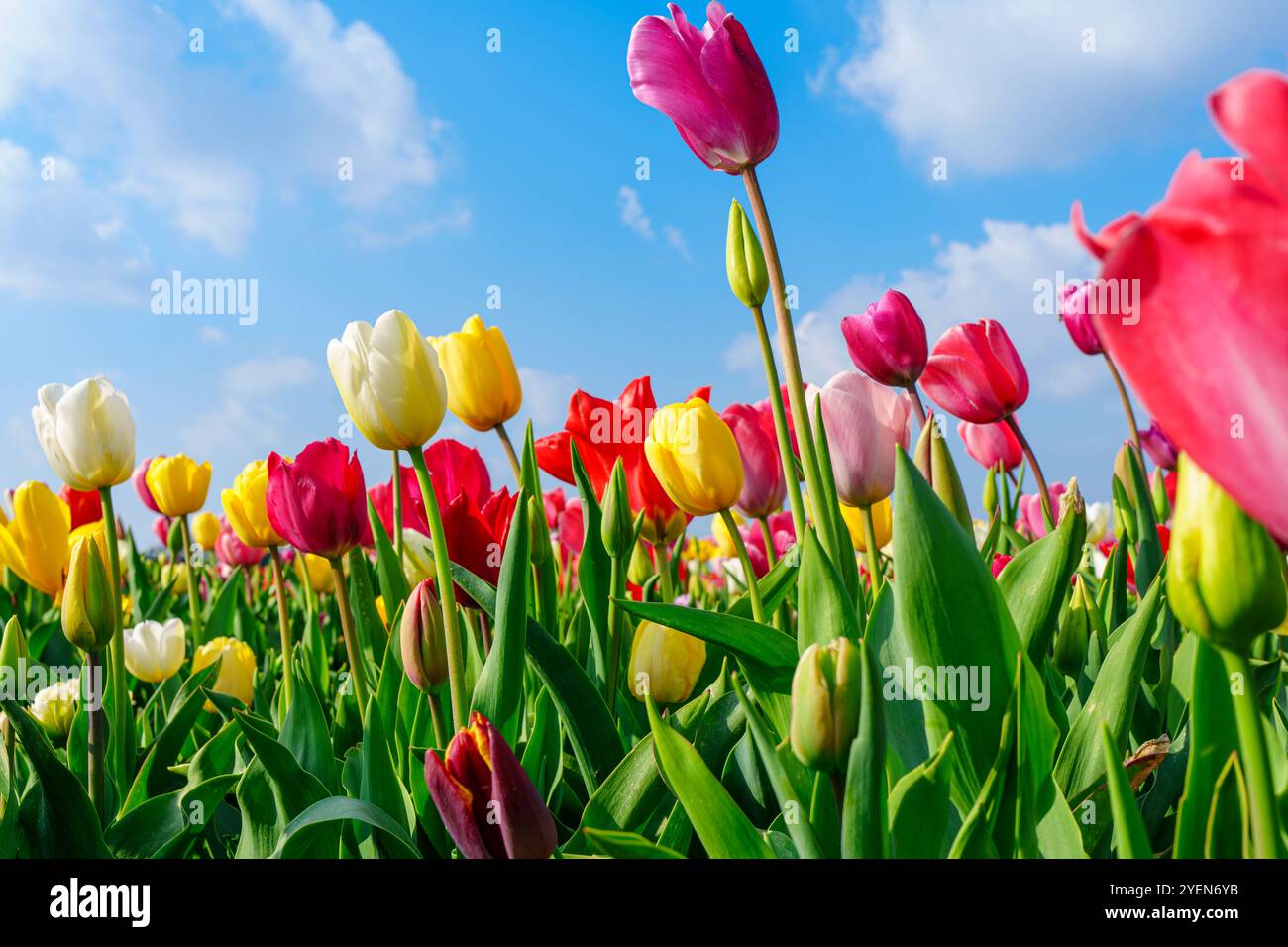 Fesselnder Blick auf farbenfrohe Tulpenblüten, die unter einem hellen blauen Himmel mit flauschigen Wolken blühen Stockfoto