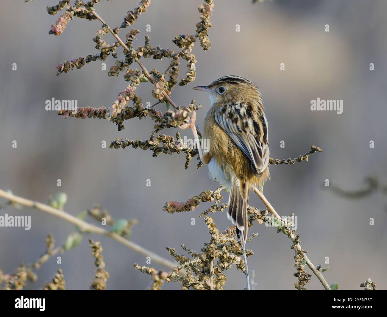 Eine zitternde Cisticola oder ein gesträhnter Fantail-Gratler, Cisticola juncidis, die auf einem Zweig thront. Stockfoto