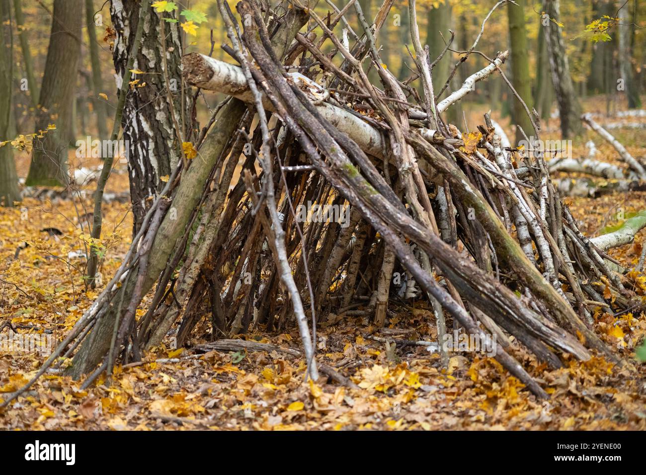 Handgefertigter Holzunterstand aus Stäben und Ästen in einem friedlichen Herbstwald. Zeigt traditionelle Überlebenstechniken und Bushcraft-Fähigkeiten Stockfoto