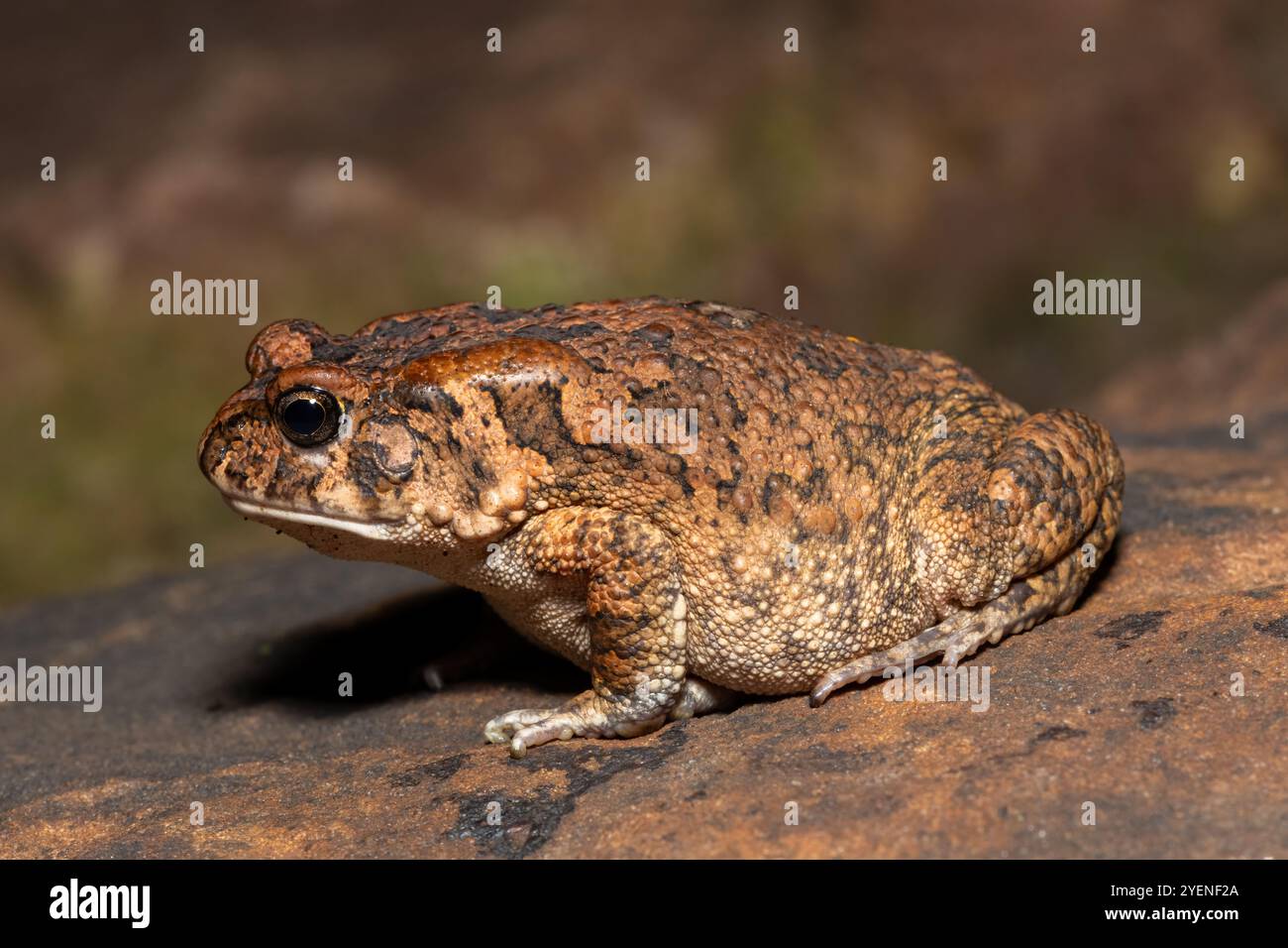 Eine niedliche ausgewachsene gutturale Kröte (Amietophrynus gutturalis) in freier Wildbahn Stockfoto