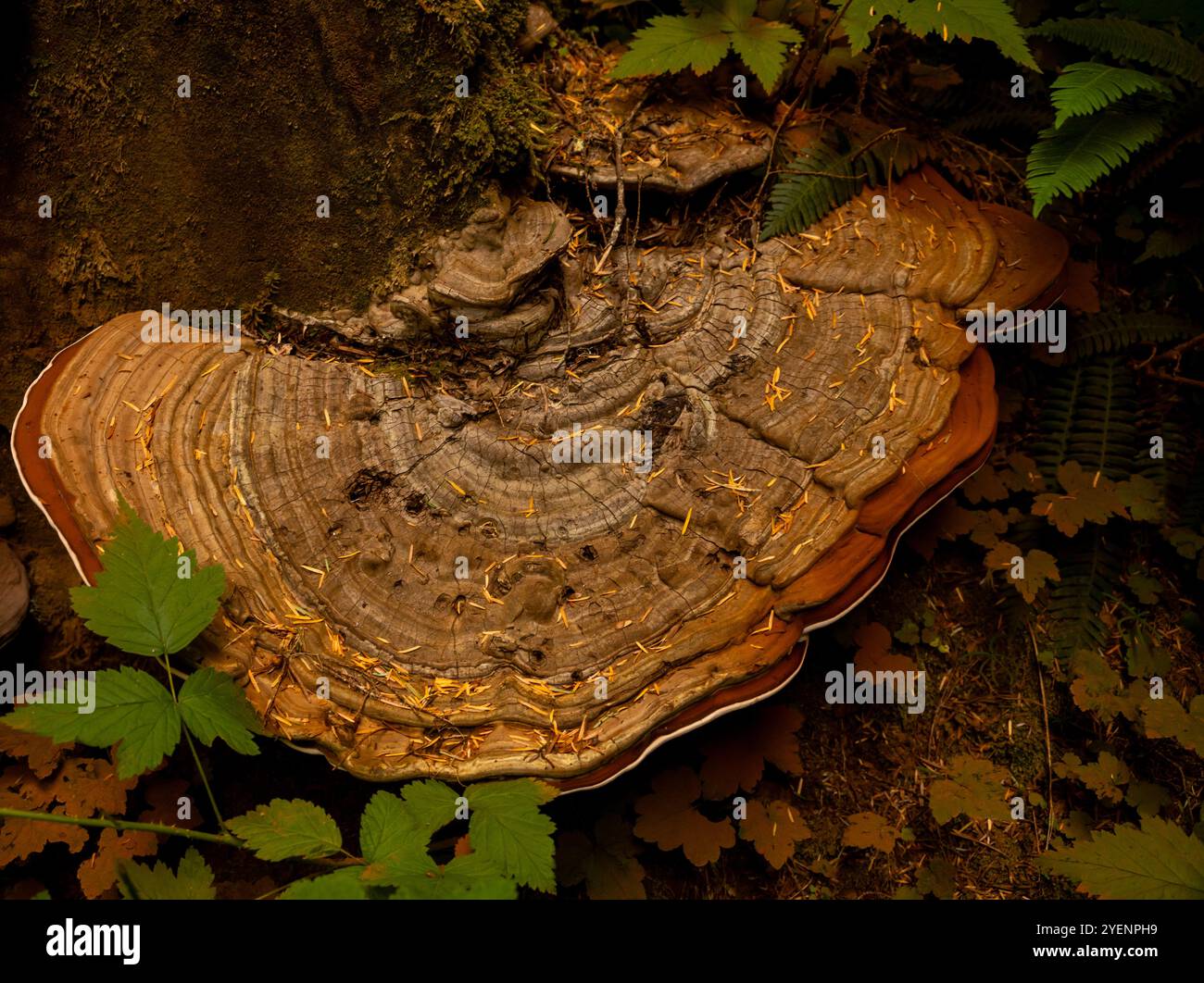 Kiefernadeln bedecken große Pilze am Rande des Baumes im Mount Rainier National Park Stockfoto