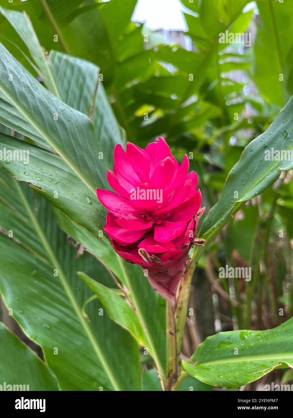 Wildes Rosa Blume - Smartphone-aufgenommenes Stockfoto