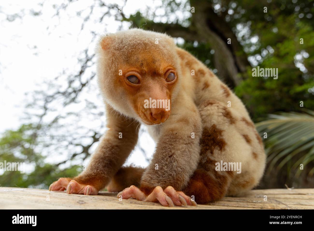 Gemeiner gefleckter Cuscus (Spilocuscus maculatus) in Papua-Neuguinea Stockfoto