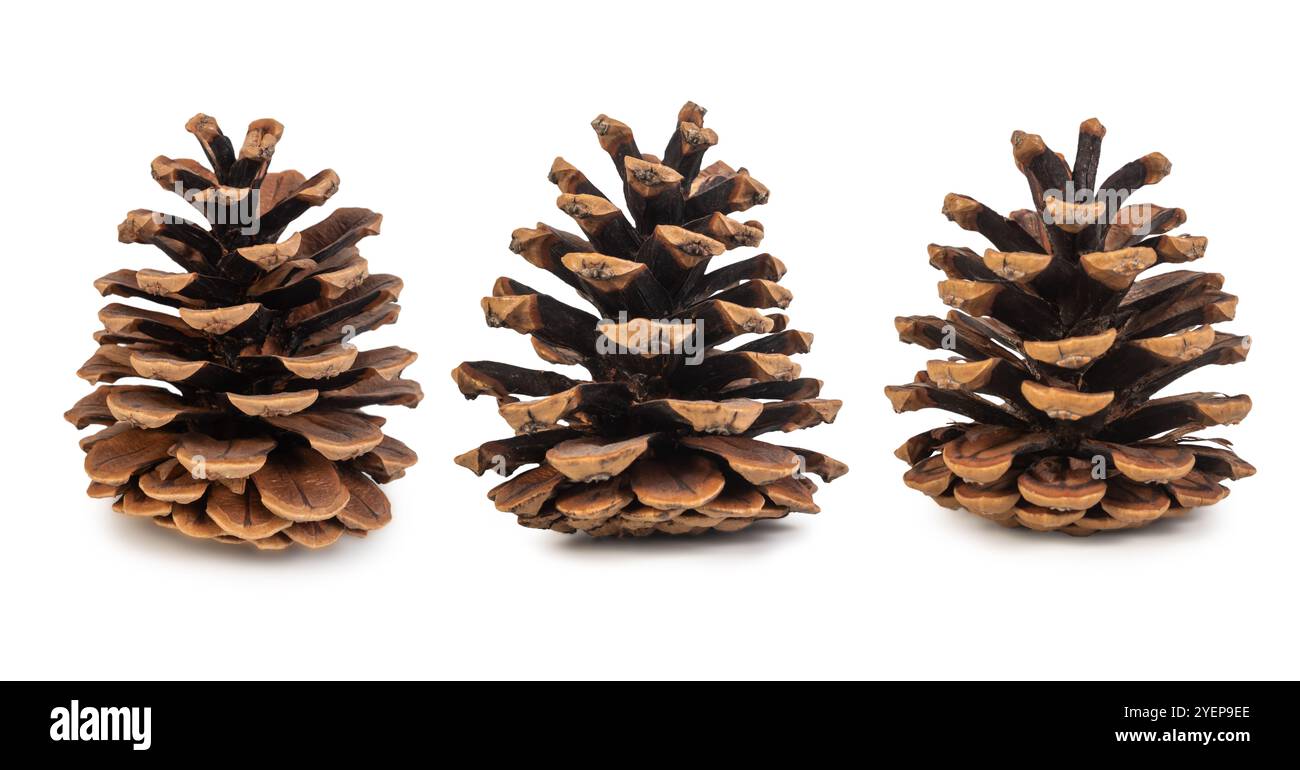 Drei natürliche Tannenzapfen sind auf weißem Hintergrund angeordnet und zeigen ihre Textur und erdige Schönheit. Ideal für Herbst, Naturthemen oder Feiertage Stockfoto
