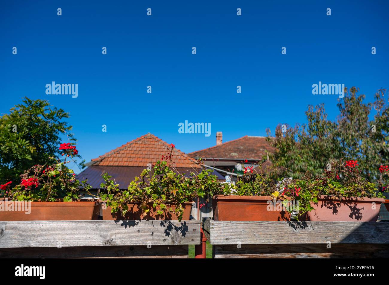 Eine nostalgische Perspektive auf die letzten sonnigen Herbsttage aus dem Komfort Ihres eigenen Hinterhofs. Stockfoto