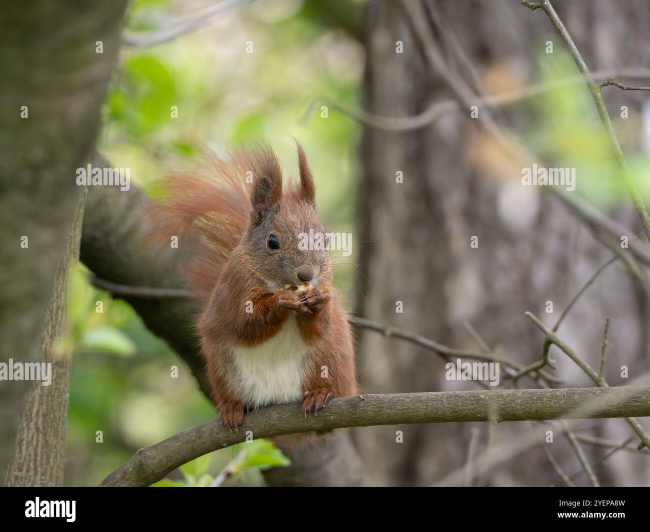 Ein rotes Eichhörnchen, das auf einem Ast zwischen grünen Blättern sitzt Stockfoto