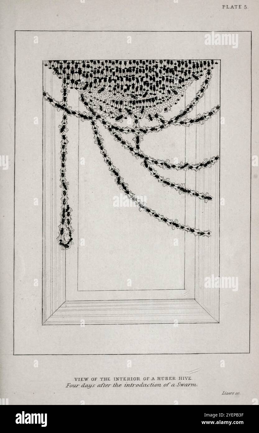 BLICK AUF DAS INNERE Eines HUBER-BIENENSTOCKS vier Tage nach der Einführung eines Schwarms aus der Naturforschungsbibliothek Entomology Band VI Bees von Jardine, William, Sir, 1800-1874 Publikation datiert 1835 Stockfoto