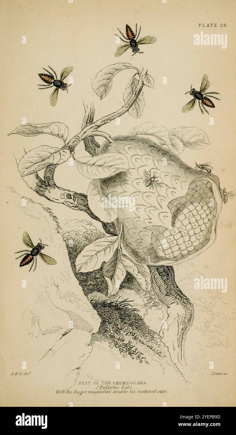 Nest der Lecheguana (Polistes Lat.) Entomology Volume VI Bees by Jardine, William, Sir, 1800-1874 Veröffentlichungsdatum 1835 rachygastra lecheguana (Latreille 1824), früher bekannt als Nectarina lecheguana, ist eine Art dunkler Papierwespe[3], die in Nord- und Südamerika gefunden wurde. Er nistet in Grünlandlandlandarten in Unterholz und produziert Honig, der für die Gattung Brachygastra charakteristisch ist Stockfoto