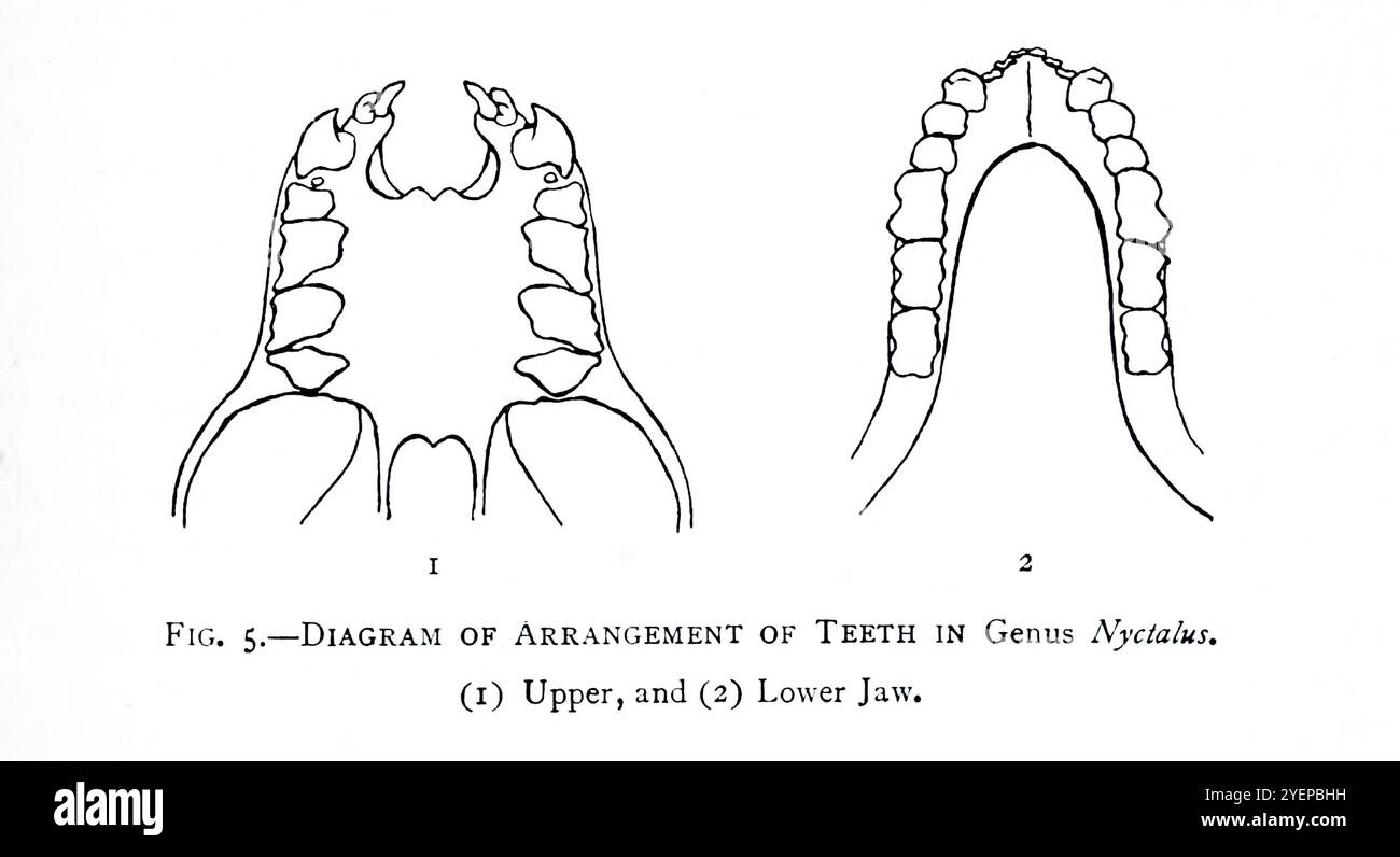 DIAGRAMM DER ZAHNANORDNUNG BEI DER GATTUNG NYCTALUS. (1) obere und (2) untere Backe. Illustriert von Edward Adrian Wilson, 1872-1912 aus dem Buch A History of British Mammals V1 - Fledermäuse von Gerald Edwin Hamilton Barrett-Hamilton, 1910 von Gurney and Jackson Stockfoto