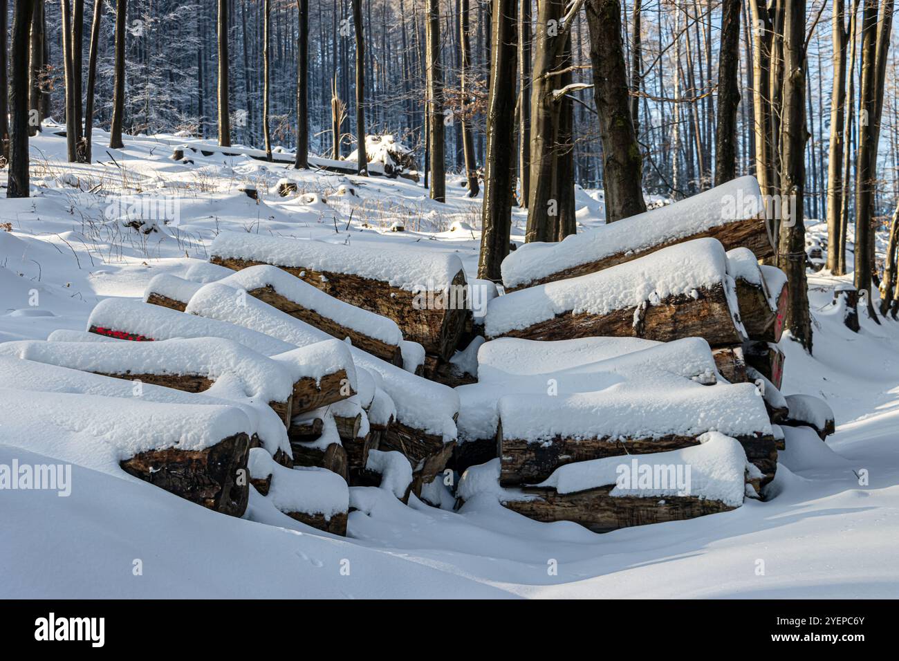 Schneebedeckte Baumstämme im Winterwald Stockfoto