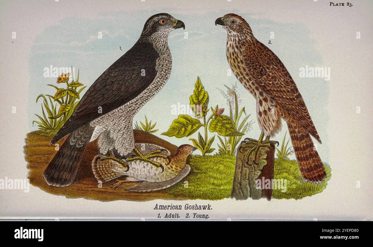 American Goshawk (Astur atricapillus Accipiter atricapillus) aus Pennsylvania Bird Life; ein Handbuch der Vögel von Pennsylvania; Behandlung besonders ihrer Nahrung, aus Untersuchungen von mehreren tausend Mägen, gemacht während aller Jahreszeiten, mit Beschreibungen der Vögel, ihrer Nester, Eier und Gewohnheiten von Warren, Benjamin Harry, 1858-1926 Veröffentlichungsdatum 1892 Stockfoto