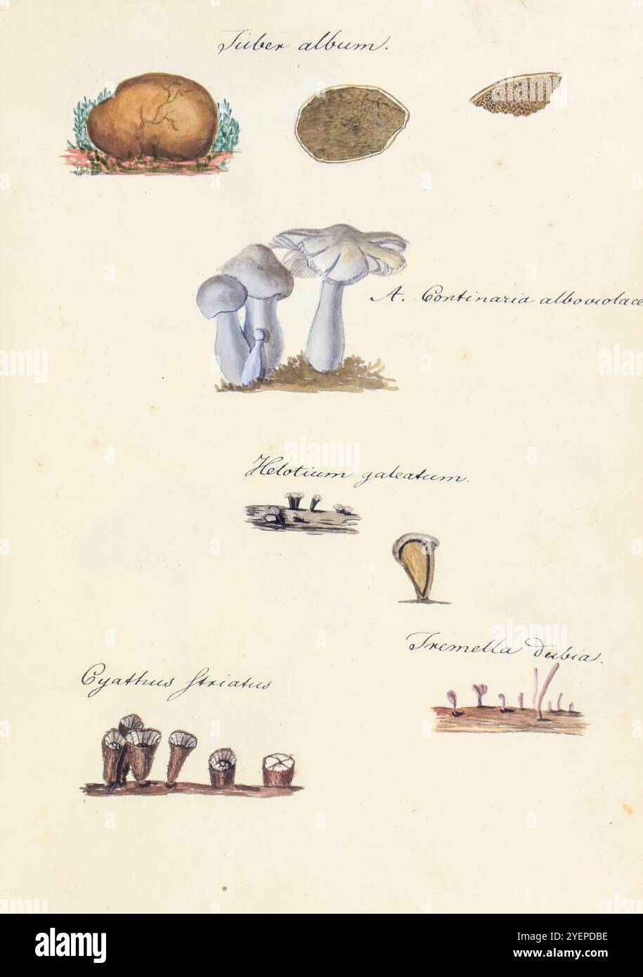 Handgemalte Illustration nordamerikanischer Pilze aus dem Buch Icones fungorum Niskiensium von Schweinitz, Lewis David von, Erscheinungsdatum 1805. Lewis David de Schweinitz (* 13. Februar 1780 – 8. Februar 1834) war ein deutsch-amerikanischer Botaniker und Mykologe. Er wird von einigen als „Vater der Nordamerikanischen Mykologie“ bezeichnet, leistete aber auch bedeutende Beiträge zur Botanik. Stockfoto