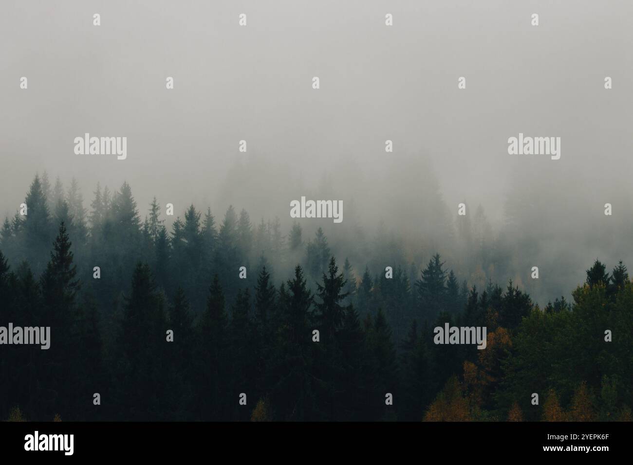 Nebelwald mit Kiefern in den Bergen mit Kopierraum. Nebel in Herbstbergen. Ruhige Szene mit nebeliger Landschaft. Fantastische Karpaten Stockfoto