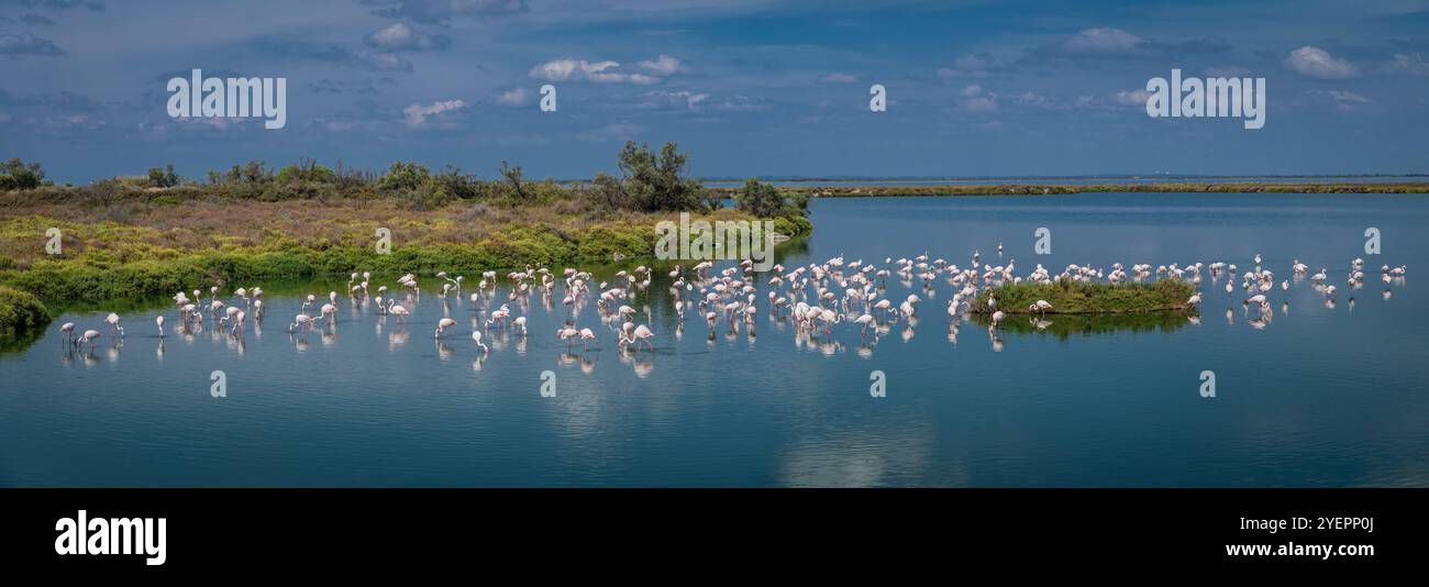 Panorama von Flamingos auf dem Etang de Vaccares, Saintes-Maries-de-la-Mer, Camargue, Frankreich. Stockfoto