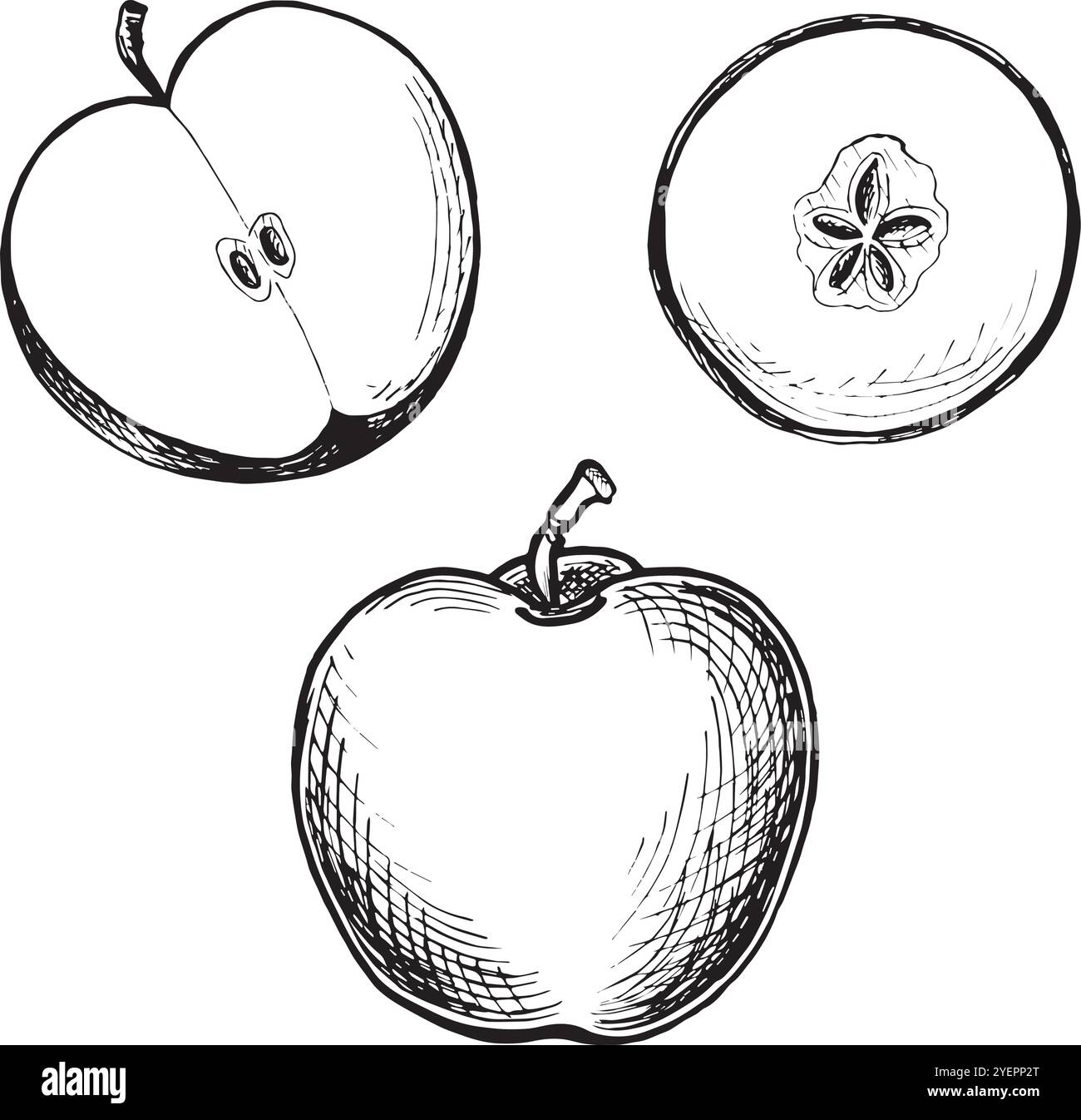 Apfel ganz und halb mit runder Scheibe. Festlegen von Skizzen. Vektorgrafik, handgezeichnet isoliert. Schwarz-weiß reife saftige Früchte. Bio-Lebensmittel Stock Vektor