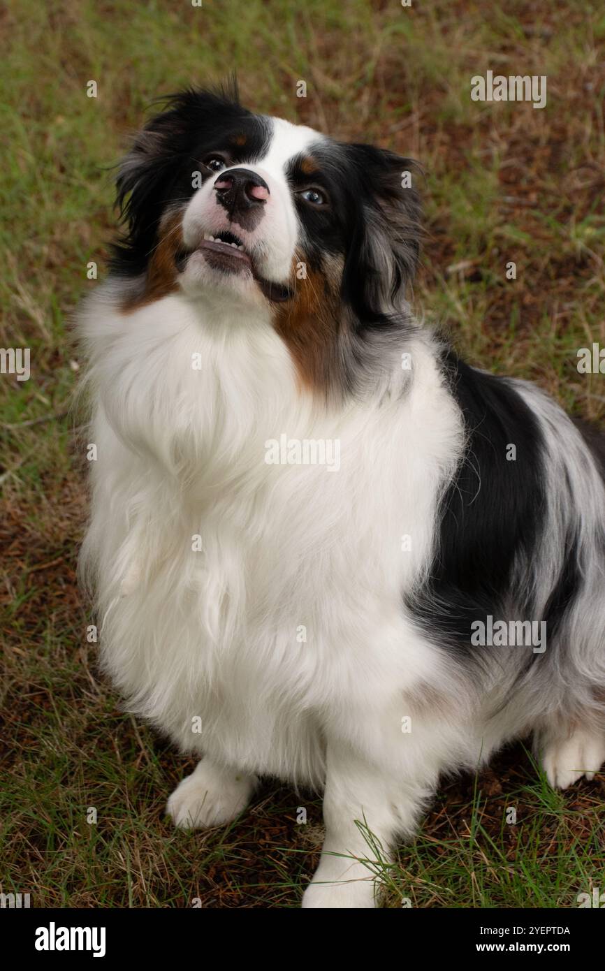 Flauschiger Australian Shepherd im Freien mit einem aufmerksamen Ausdruck. Stockfoto