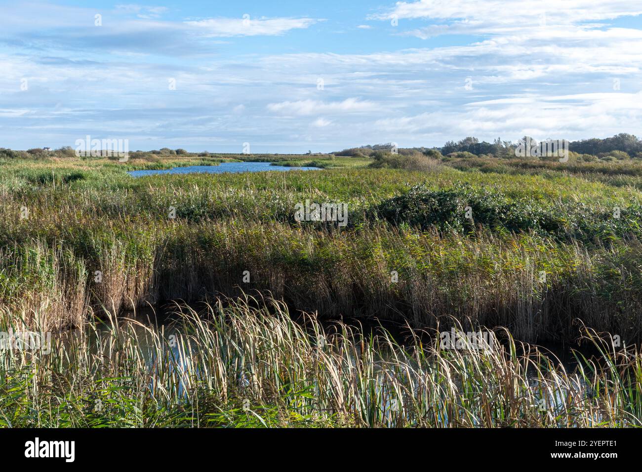 Blick auf Schilfbeete und Pools im RSPB Titchwell Marsh, einem Naturschutzgebiet in North Norfolk, England, mit Feuchtgebieten, die für Vögel wichtig sind Stockfoto