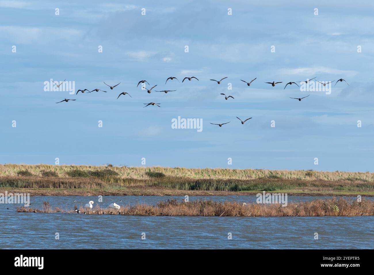 Herde von brent-Gänsen (Branta bernicla), die über das Naturschutzgebiet Titchwell Marsh im Norden Norfolk, England, Großbritannien fliegen Stockfoto