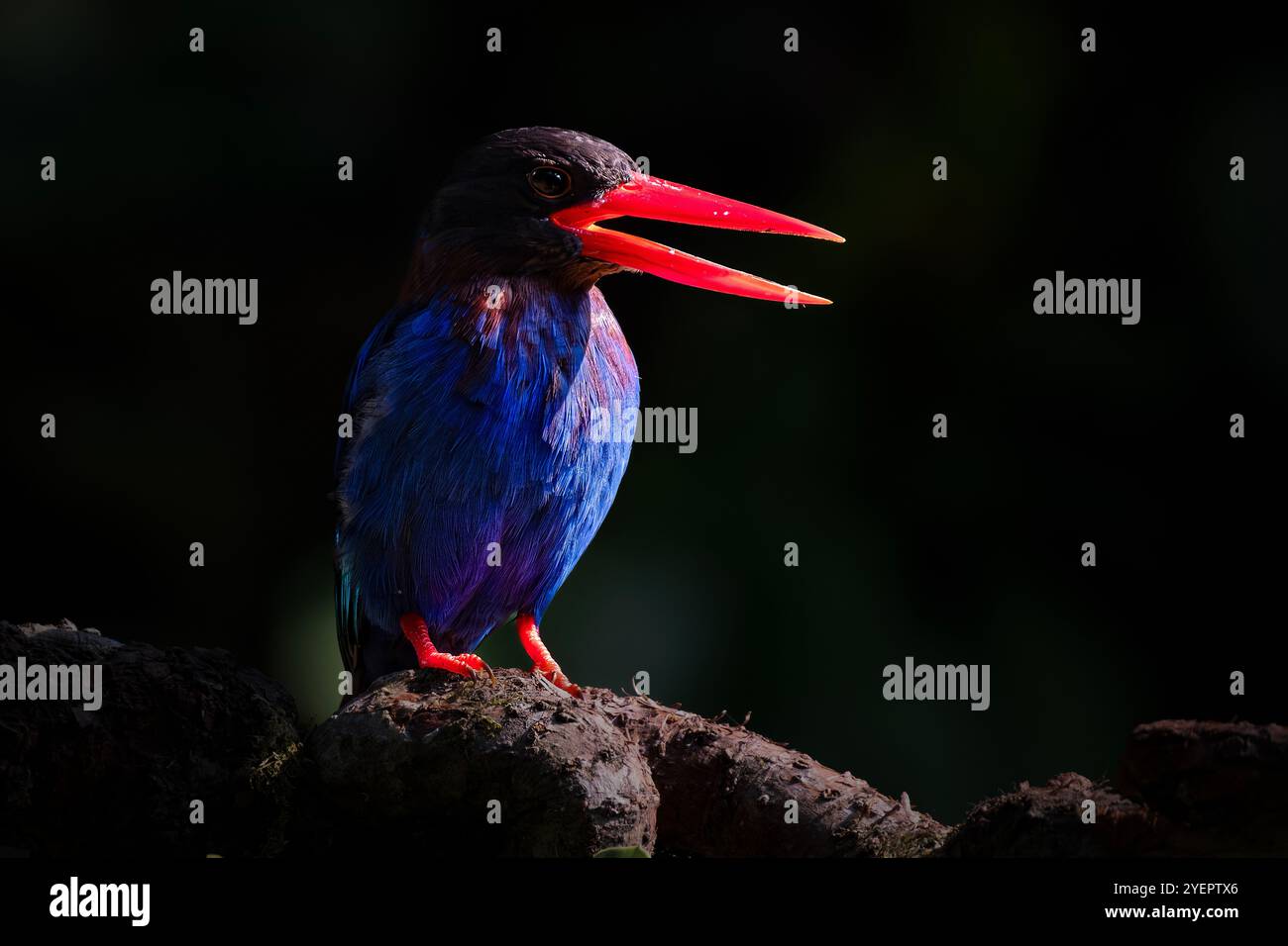 Javan Kingfisher, der auf dem Ast sitzt Stockfoto