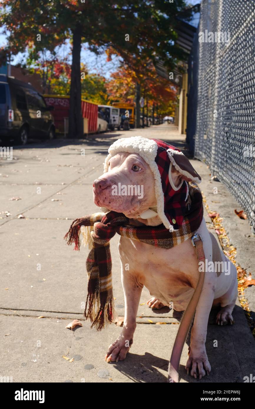 White Pit Bull sitzt auf dem Bürgersteig und trägt Trapper Hut und Schal Stockfoto