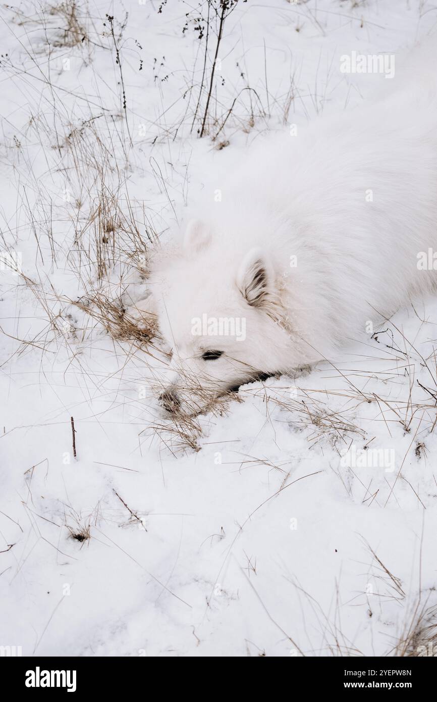 Weißer Samoidenhund im Schnee Stockfoto