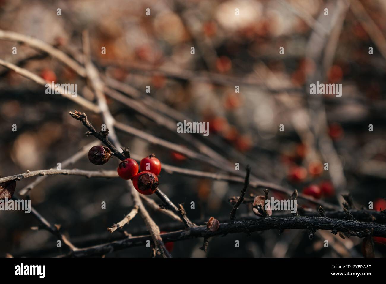 Hagebuttenbeeren am Busch im Winter Stockfoto