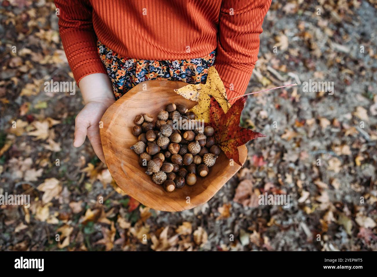 Großaufnahme einer hölzernen Schüssel mit Eicheln und Herbstblättern Stockfoto