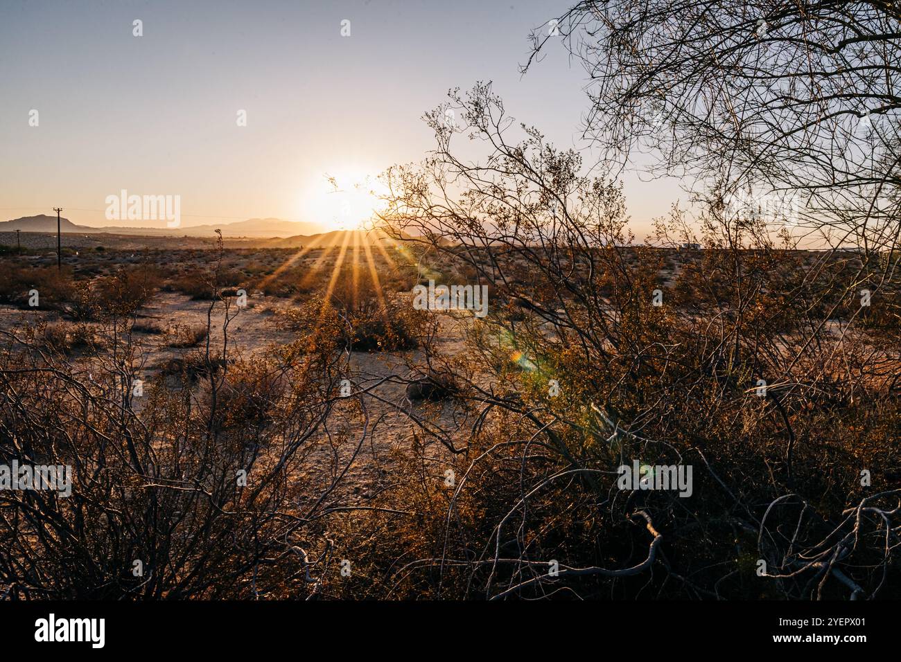 Sonnenuntergang in der Wüste mit Sonnenstrahlen, die durch karge Vegetation filtrieren Stockfoto