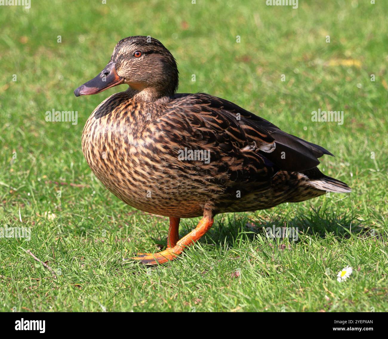 Cloes up einer weiblichen Mallard-Ente, die auf einem grasbewachsenen Flussufer steht Stockfoto