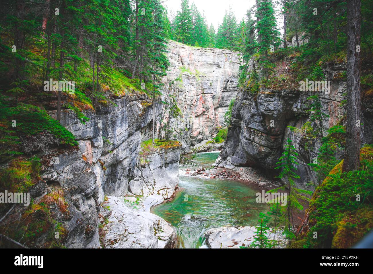 Creek im Jasper National Park Stockfoto