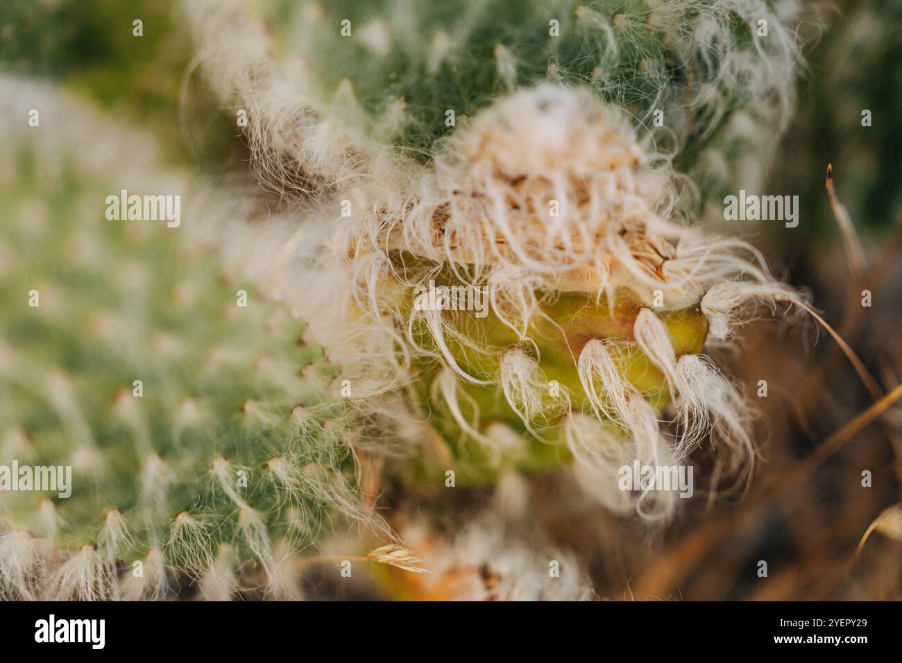 Makroaufnahme von Kakteen mit weichen, weißen, haarähnlichen Fasern Stockfoto