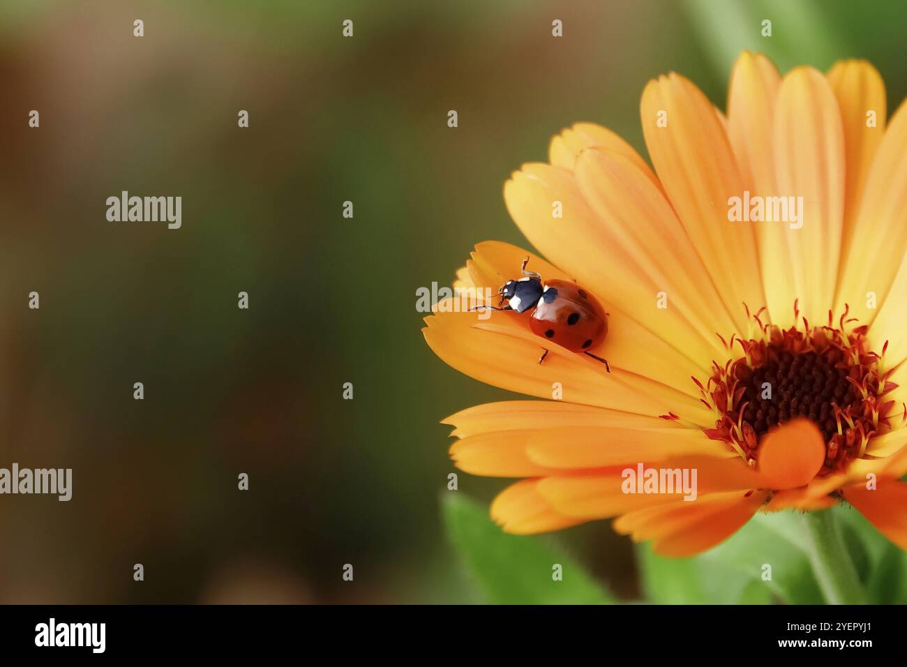 Marienkäfer auf einer Blume, Oktober, Deutschland, Europa Stockfoto