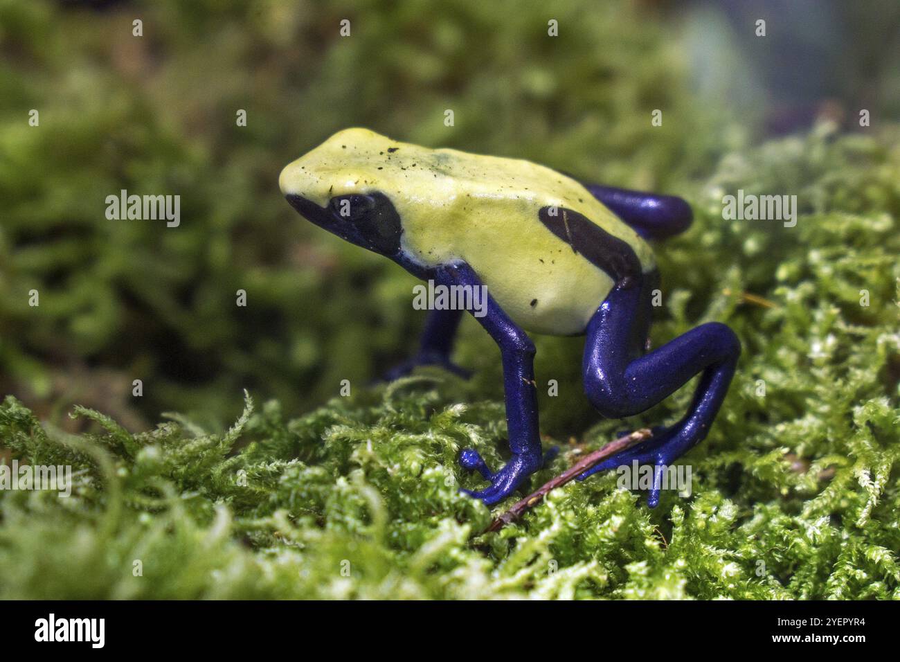 Färberfrosch (Dendrobates tinctorius), Gefangener, Deutschland, Europa Stockfoto