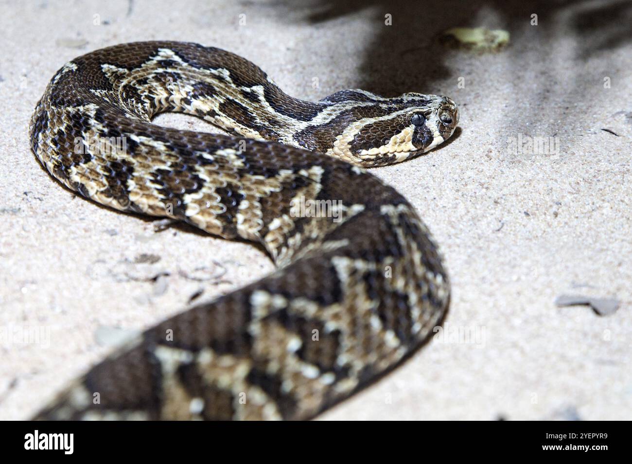 Palestine Viper (Daboia palaestinae), Captive, Deutschland, Europa Stockfoto