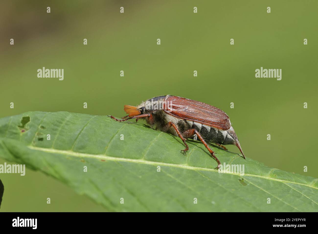 Mai-Käfer, Holzkäfer (Melolontha hippocastani), männlich, auf Blatt einer Rosskastanie (Aesculus hippocastanum), Nahaufnahme, Wilnsdorf, Nordrhein-Wir Stockfoto