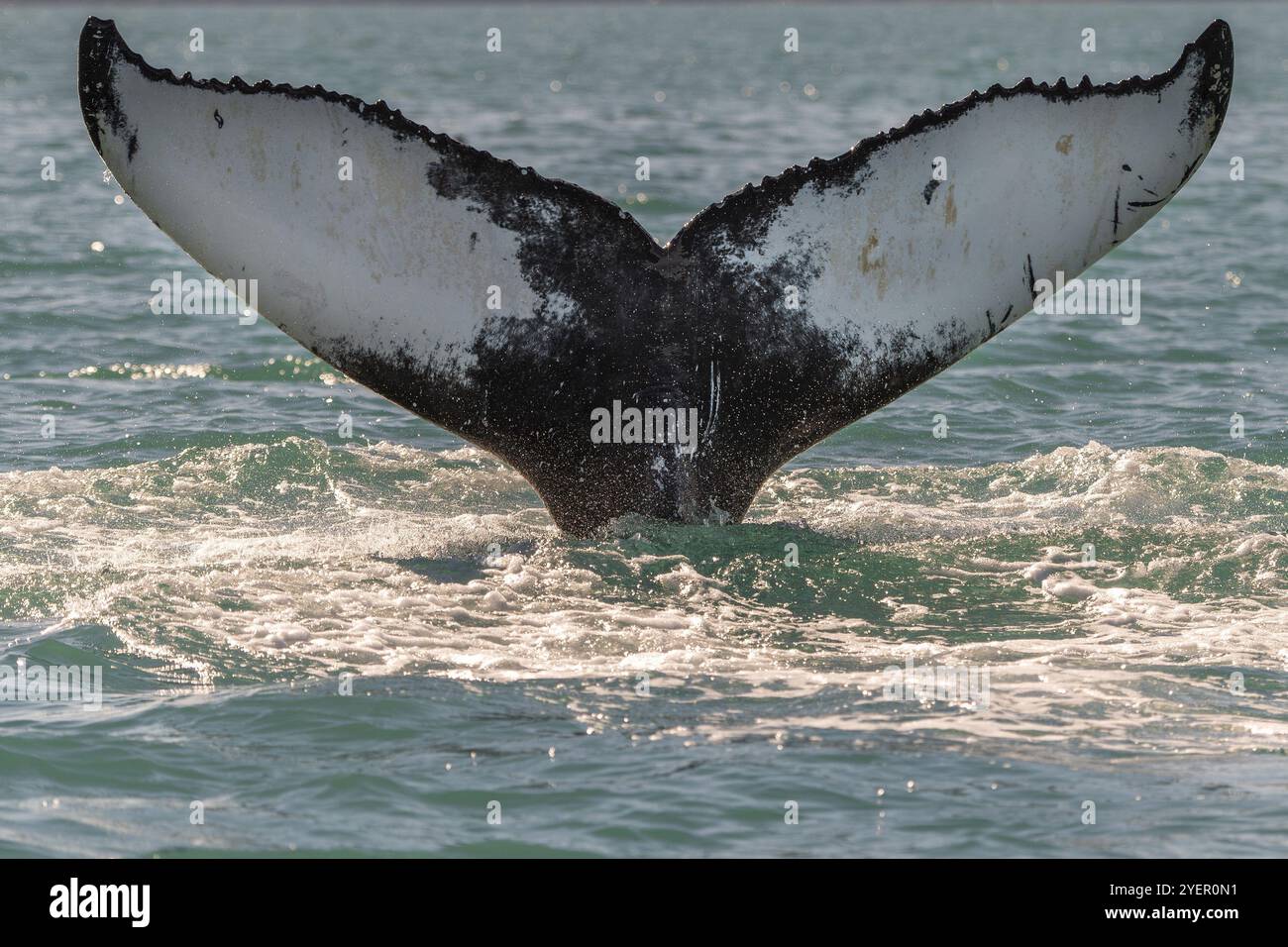 Nahaufnahme einer Wal-fluke, die aus dem Wasser ragt, umgeben von einem plätschernden Ozean, tauchenden Buckelwalen (Megaptera novaeangliae), EyjafjoerÃ°ur oder Ey Stockfoto