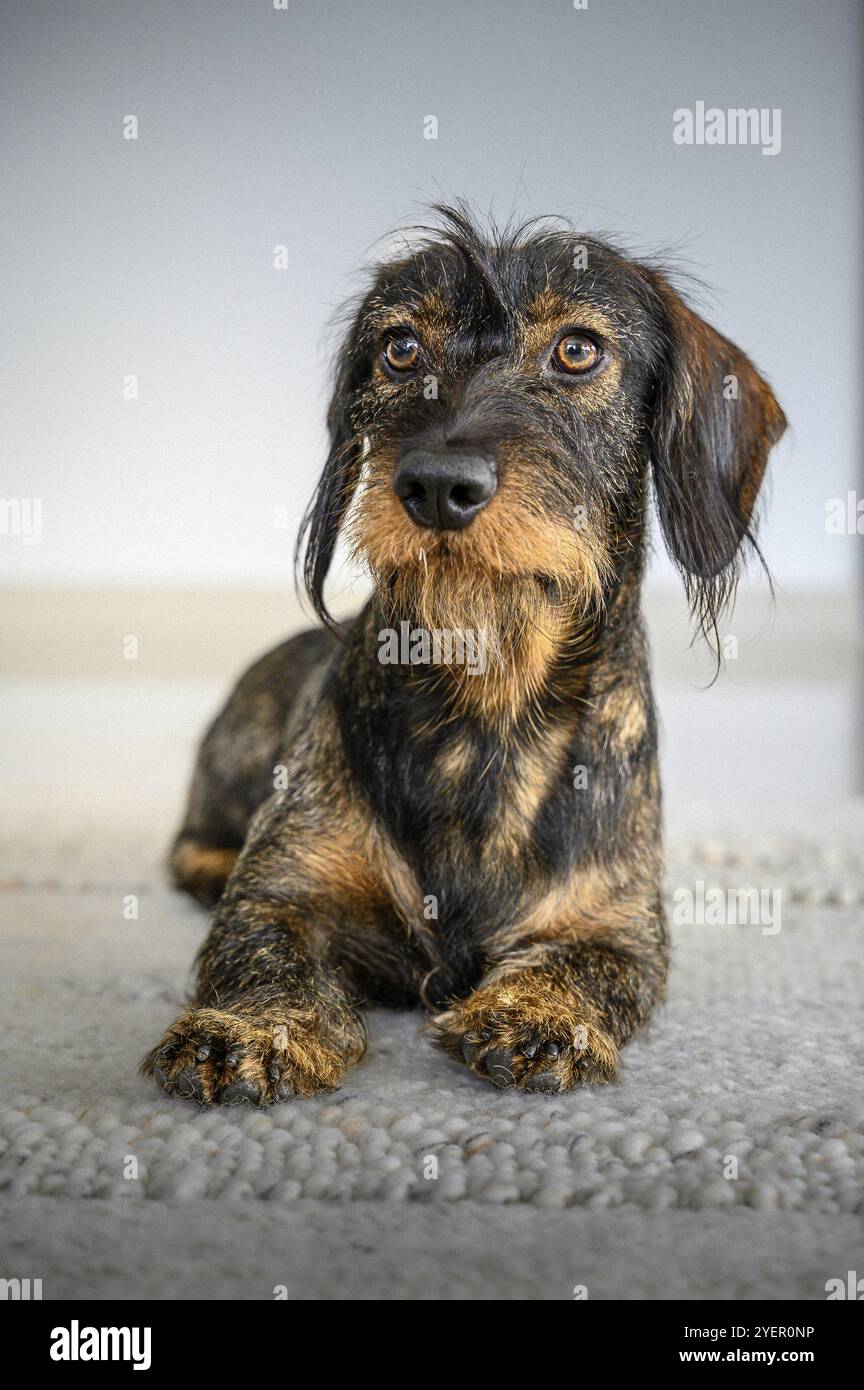 Rauhaardackel (Canis Lupus familiaris), männlich, 2 Jahre, Tierporträt, Baden-Württemberg, Deutschland, Europa Stockfoto