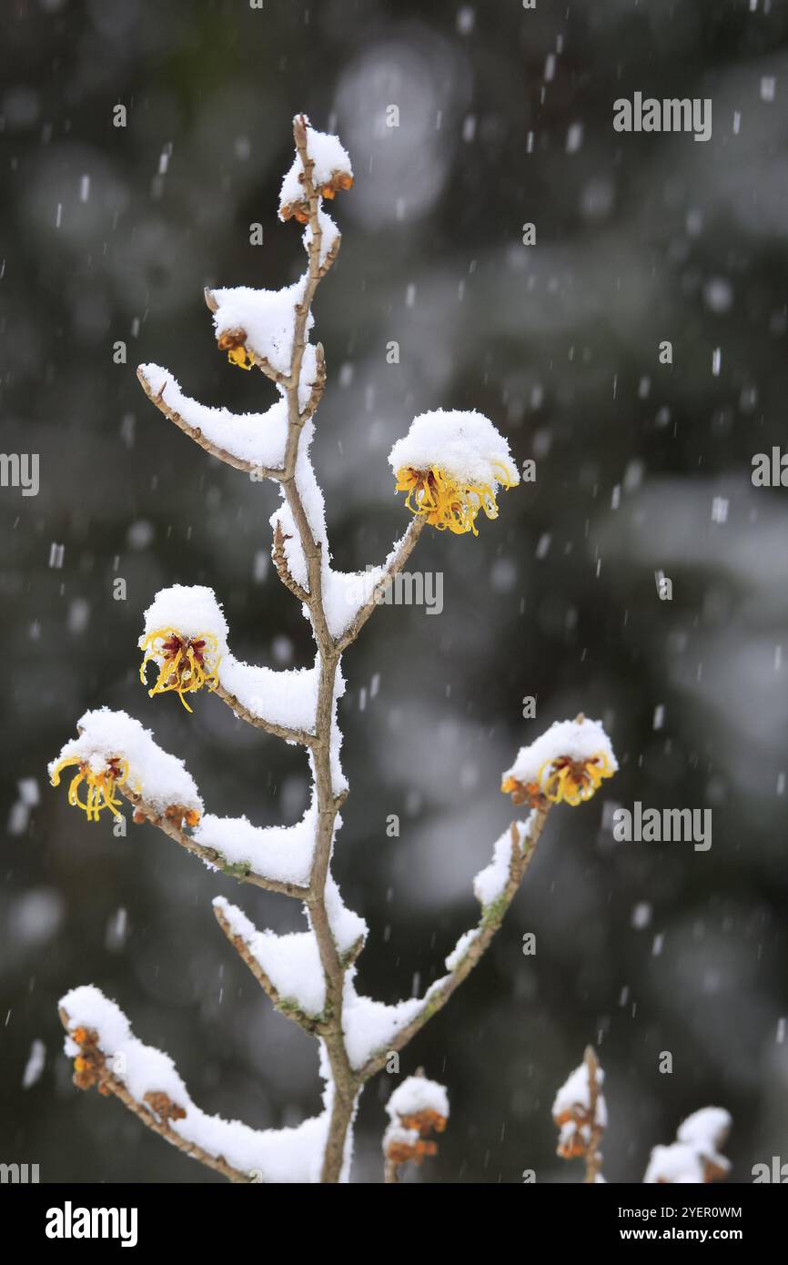 Hamamelis mit Schnee, Winter, Sachsen, Deutschland, Europa Stockfoto