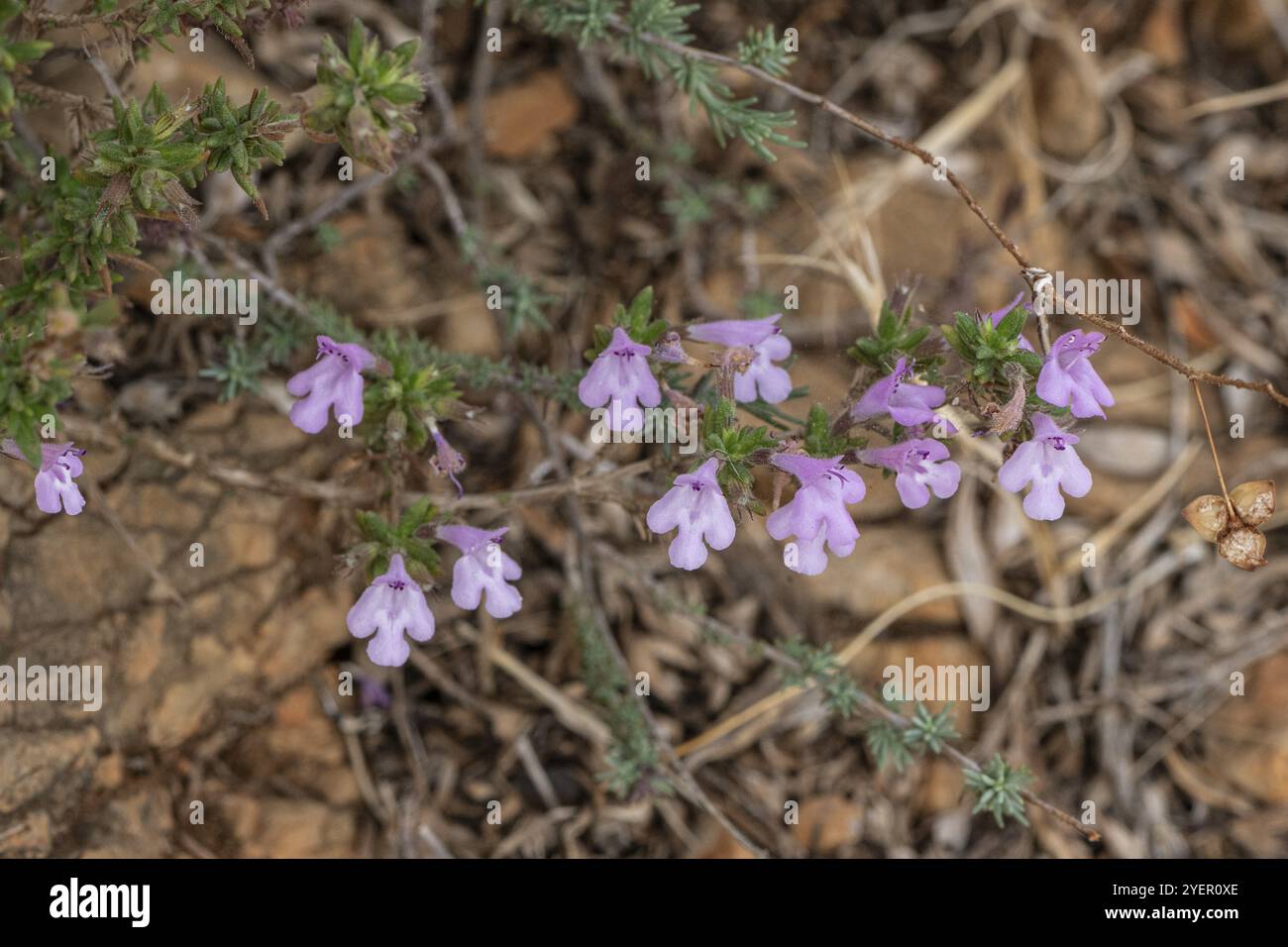 Griechische Bergminze (Micromeria graeca), Sizilien, Italien, Europa Stockfoto