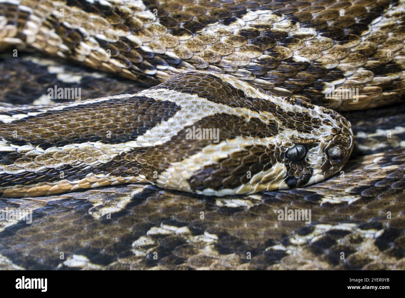 Palestine Viper (Daboia palaestinae), Captive, Deutschland, Europa Stockfoto