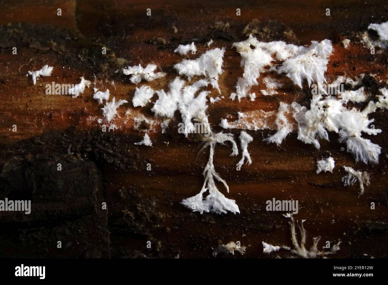 Pilz auf dem Stamm, September, Deutschland, Europa Stockfoto