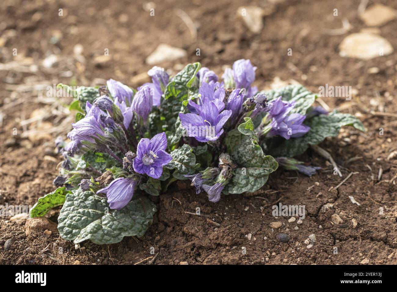 Mandrake (Mandragora officinarum), Sizilien, Italien, Europa Stockfoto