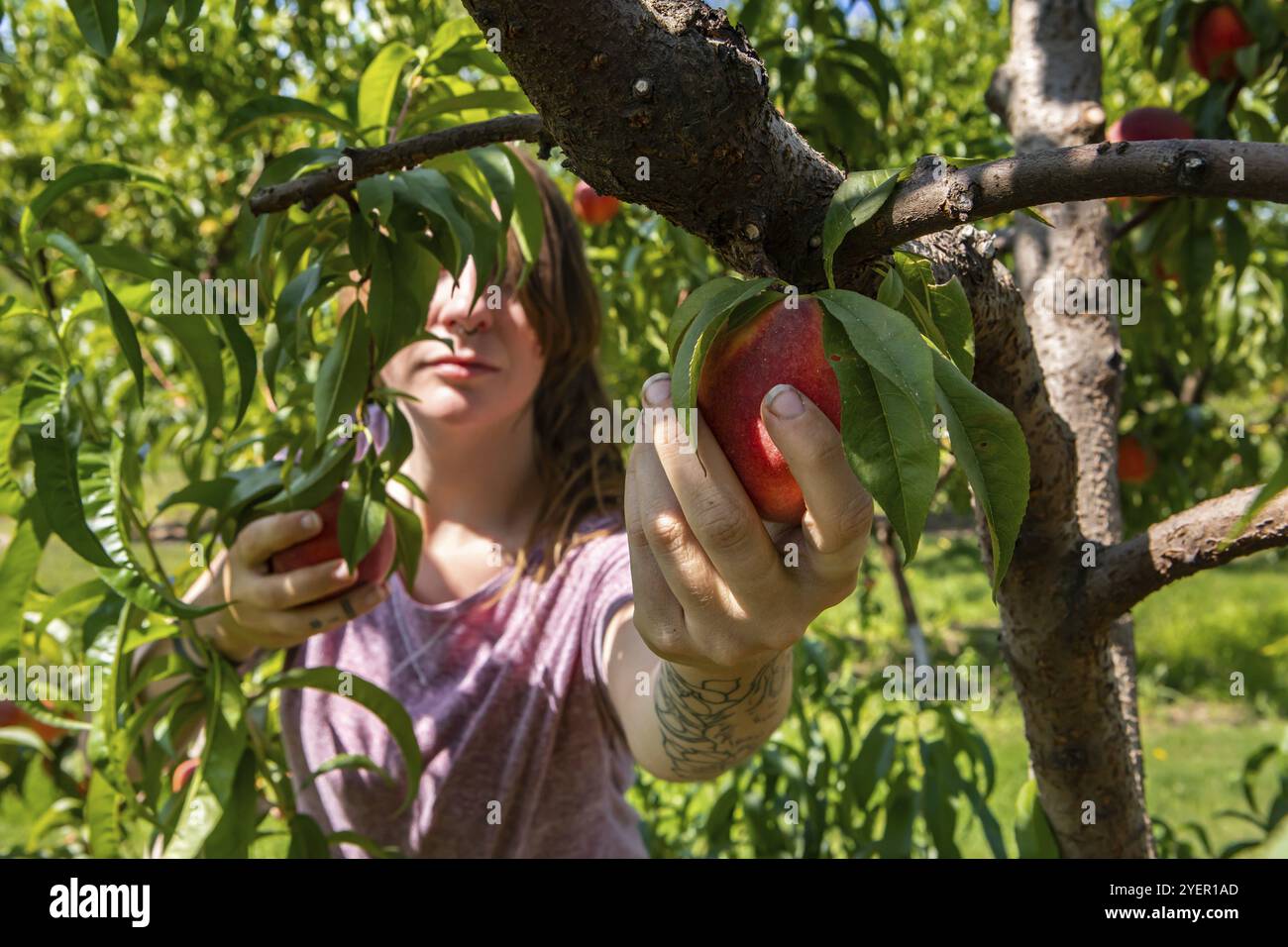 Eine nicht erkennbare kaukasische junge Frau, die hinter dem Baumzweig steht und eine reife frische Pfirsichfrucht im Obstgarten pflückt, hat ein Tätowieren am Arm Stockfoto