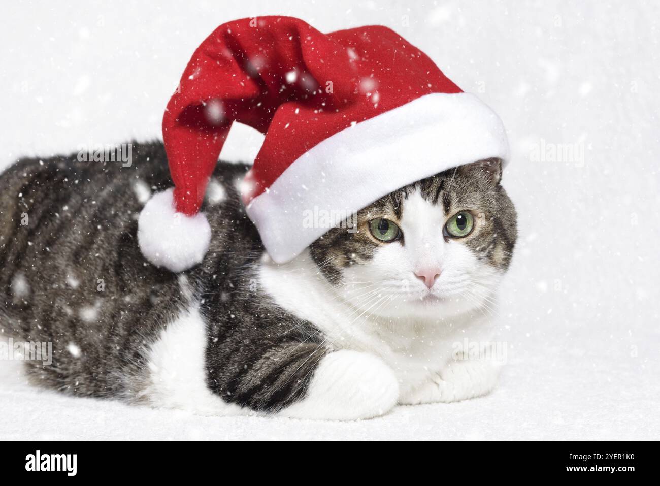 Weihnachten Katze in rot Santa Claus hat und Schneeflocken auf weißem Hintergrund Stockfoto