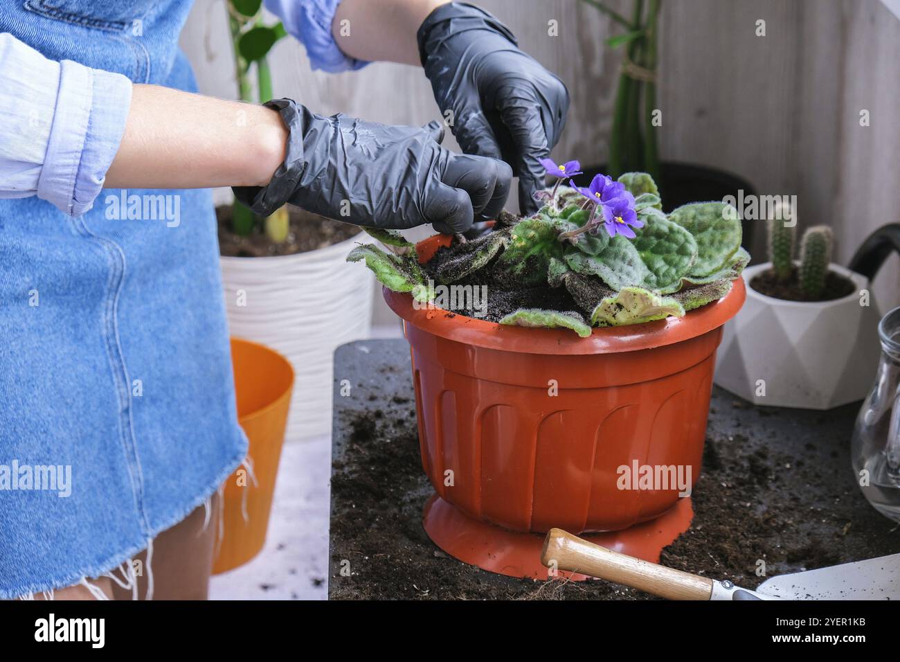 Die Gärtnerin gibt in einem Topf die Transplantion violett. Konzept der Heimarbeit und Pflanzen von Blumen in Topf. Vergossene Saintpaulia-violette Blüten. Housewif Stockfoto